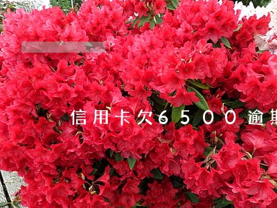信用卡欠6500逾期15天