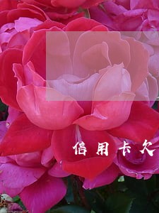 信用卡欠8000逾期两年多少 信用卡欠8000逾期两年多少