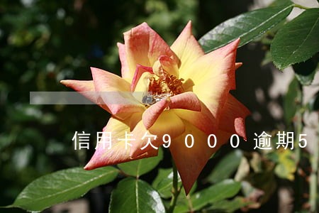 信用卡欠9000逾期5个月 信用卡欠9000逾期5个月