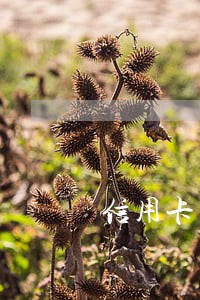 信用卡欠90元忘记还逾期怎么办 信用卡欠90元忘记还逾期怎么办