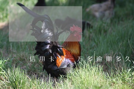 信用卡欠一万多逾期多久上征信 信用卡欠一万多逾期多久上征信