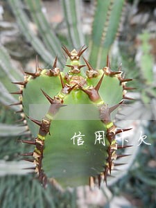 信用卡欠两万多逾期五年 信用卡欠两万多逾期五年