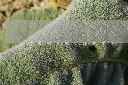 信用卡欠两万逾期半年了怎么办 信用卡欠两万逾期半年了怎么办