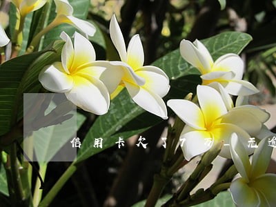 信用卡欠了7万_无逾期 信用卡欠了7万_无逾期