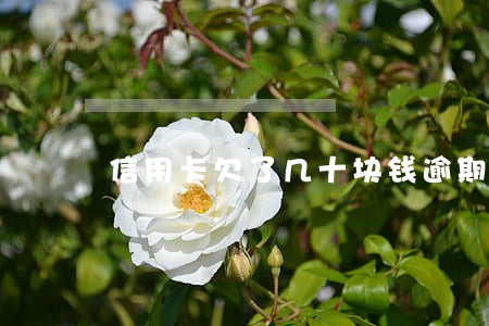 信用卡欠了几十块钱逾期了几天 信用卡欠了几十块钱逾期了几天