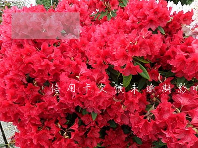 信用卡欠债未逾期影响按揭 信用卡欠债未逾期影响按揭
