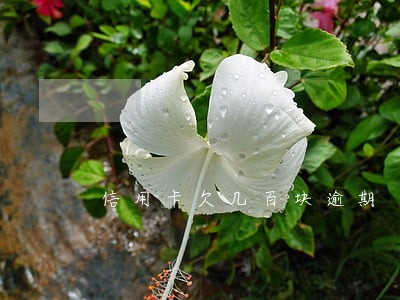 信用卡欠几百块逾期 信用卡欠几百块逾期