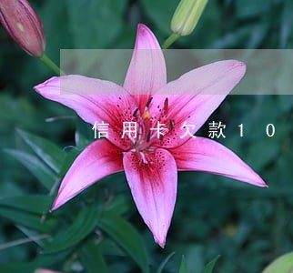 信用卡欠款100元逾期
