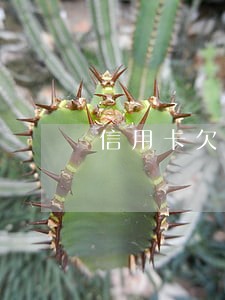 信用卡欠款11万逾期 信用卡欠款11万逾期