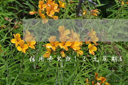 信用卡欠款12元逾期6天