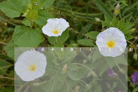 信用卡欠款1500逾期10年