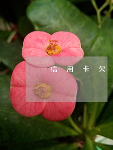 信用卡欠款1年逾期罚息免除 信用卡欠款1年逾期罚息免除