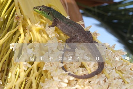 信用卡欠款4000逾期三个月 信用卡欠款4000逾期三个月