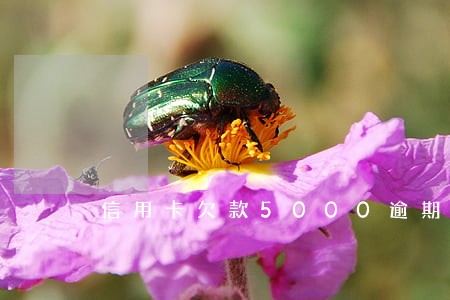 信用卡欠款5000逾期7年了 信用卡欠款5000逾期7年了