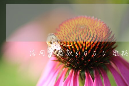 信用卡欠款6000逾期半年 信用卡欠款6000逾期半年