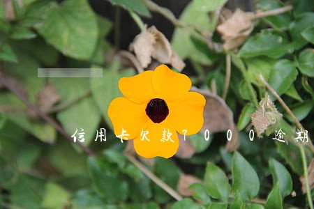 信用卡欠款7000逾期五年 信用卡欠款7000逾期五年