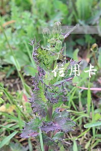 信用卡欠款7万逾期两年利息 信用卡欠款7万逾期两年利息