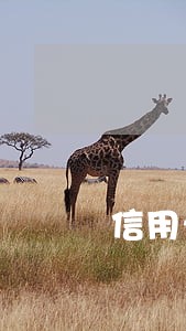 信用卡欠款8000逾期4个月 信用卡欠款8000逾期4个月