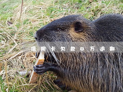 信用卡欠款8万逾期 信用卡欠款8万逾期