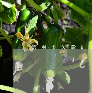 信用卡欠款9000逾期后果 信用卡欠款9000逾期后果