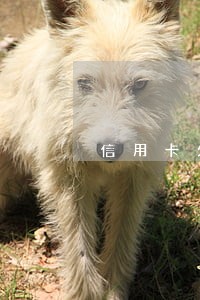 信用卡欠款9万逾期6月 信用卡欠款9万逾期6月