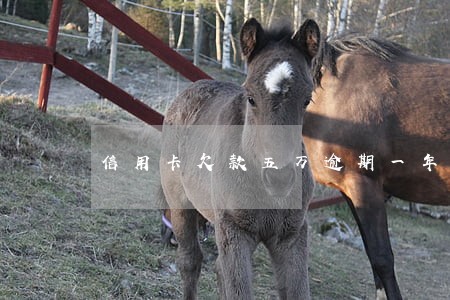 信用卡欠款五万逾期一年