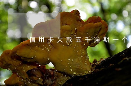 信用卡欠款五千逾期一个月 信用卡欠款五千逾期一个月