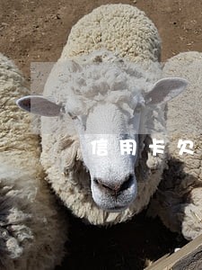 信用卡欠款六万逾期半年 信用卡欠款六万逾期半年