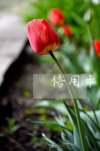信用卡欠款十几块钱逾期能申诉不