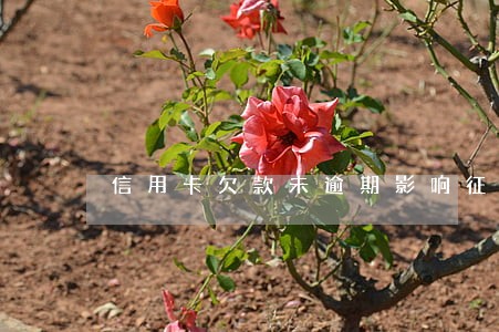 信用卡欠款未逾期影响征信 信用卡欠款未逾期影响征信