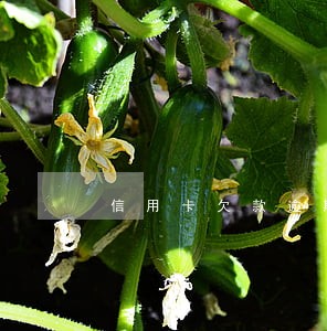 信用卡欠款逾期2个月 信用卡欠款逾期2个月