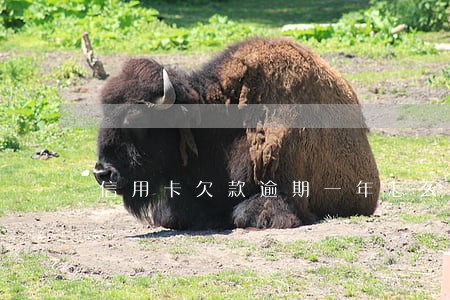 信用卡欠款逾期一年怎么办 信用卡欠款逾期一年怎么办