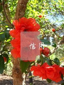 信用卡欠款逾期三个月信用 信用卡欠款逾期三个月信用