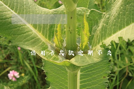 信用卡欠款逾期不交