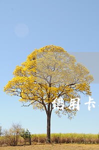 信用卡欠款逾期两万 信用卡欠款逾期两万