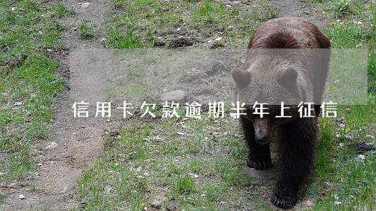 信用卡欠款逾期半年上征信 信用卡欠款逾期半年上征信