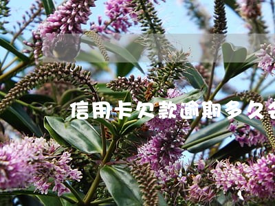 信用卡欠款逾期多久会坐牢 信用卡欠款逾期多久会坐牢