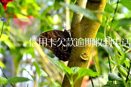 信用卡欠款逾期收到电话短信 信用卡欠款逾期收到电话短信