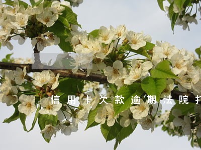 信用卡欠款逾期法院打来电话 信用卡欠款逾期法院打来电话