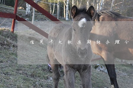 信用卡欠款逾期能办理分期还款吗 信用卡欠款逾期能办理分期还款吗