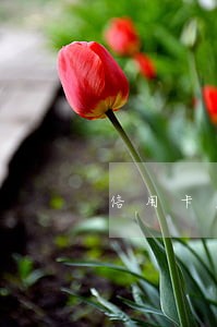 信用卡欠款逾期还一半走利息马