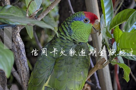 信用卡欠款逾期金额超过2万