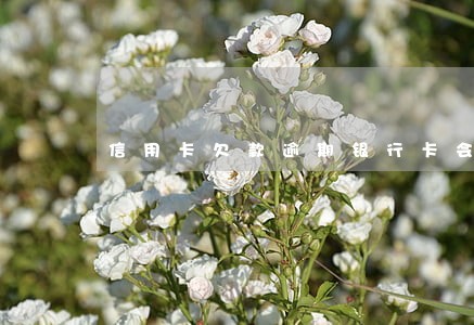 信用卡欠款逾期银行卡会被冻结吗 信用卡欠款逾期银行卡会被冻结吗