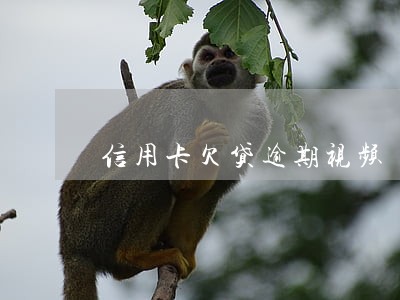 信用卡欠贷逾期视频 信用卡欠贷逾期视频