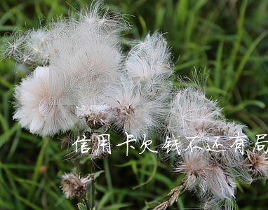 信用卡欠钱不还有局催吗 信用卡欠钱不还有局催吗