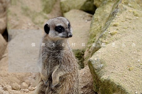 信用卡止付后逾期怎么办