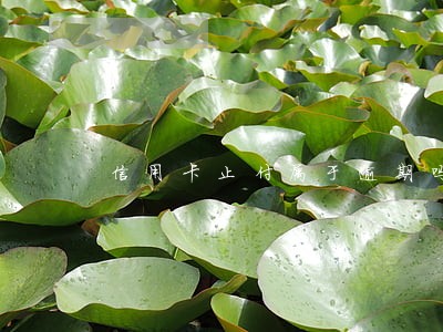 信用卡止付属于逾期吗 信用卡止付属于逾期吗