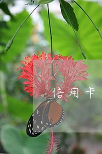 信用卡正副卡逾期算两次吗 信用卡正副卡逾期算两次吗