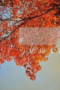 信用卡正在逾期在哪可以贷款 信用卡正在逾期在哪可以贷款