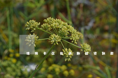 信用卡正在逾期能贷到款吗